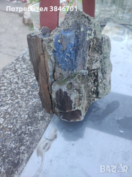 голямо вкаменено дърво , снимка 1