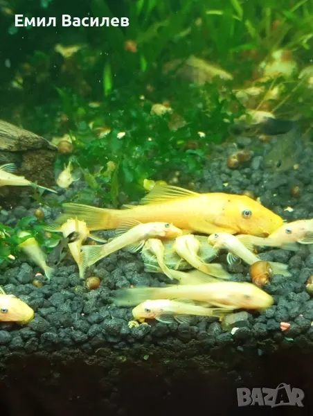 Анцитруси Л 144, снимка 1