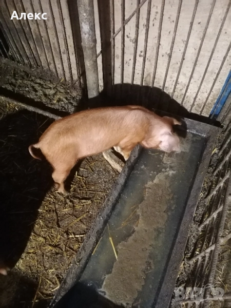 отбити прасенца Дюрок на 55 дни , снимка 1