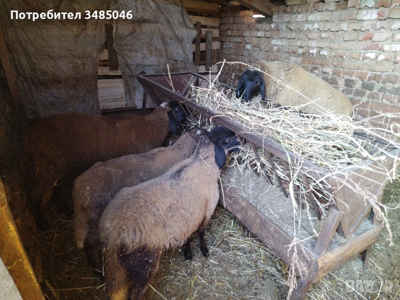 Свободни женски агнета , снимка 1