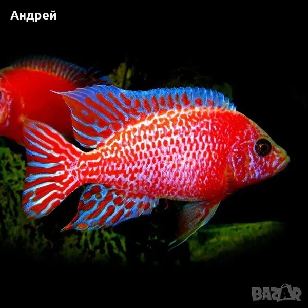 Аулнокари ред дракон, снимка 1