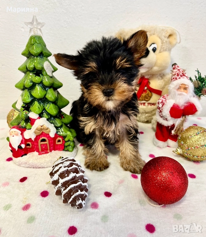 Йоркширски териер-супер мини йорки, снимка 1