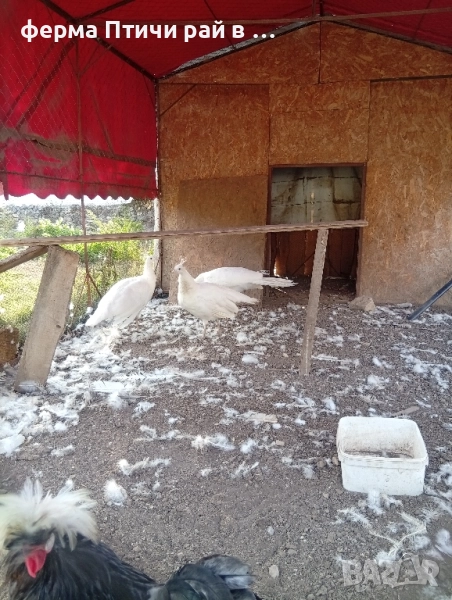 тройка бели пауни 3г, снимка 1