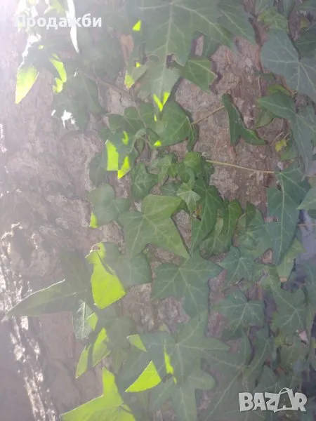 Бръшлян, снимка 1