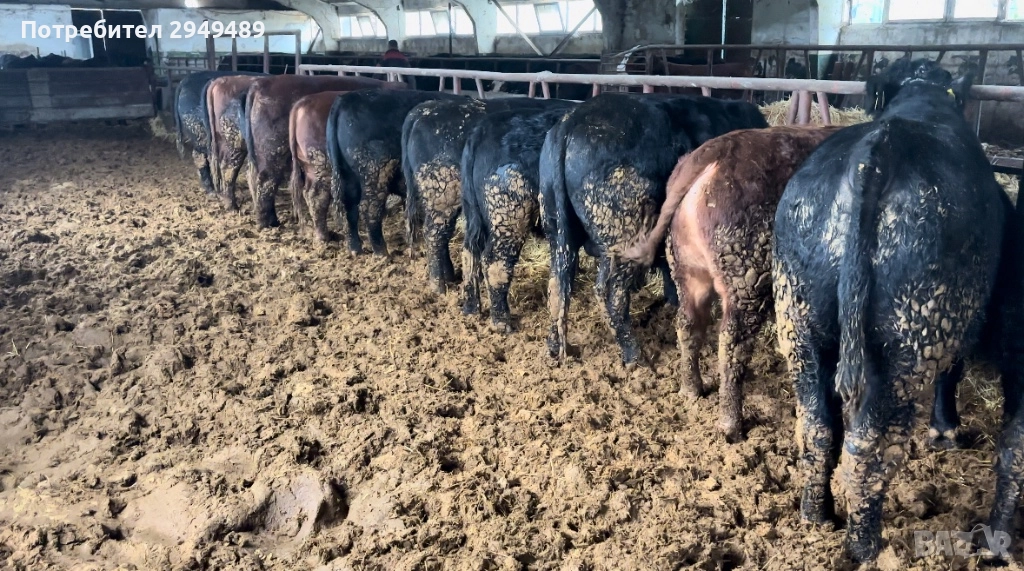 Месодайни телета, снимка 1