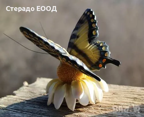 МАГНИТ ЗА СТЪКЛО "ЛЯСТОВИЧА ОПАШКА", снимка 1