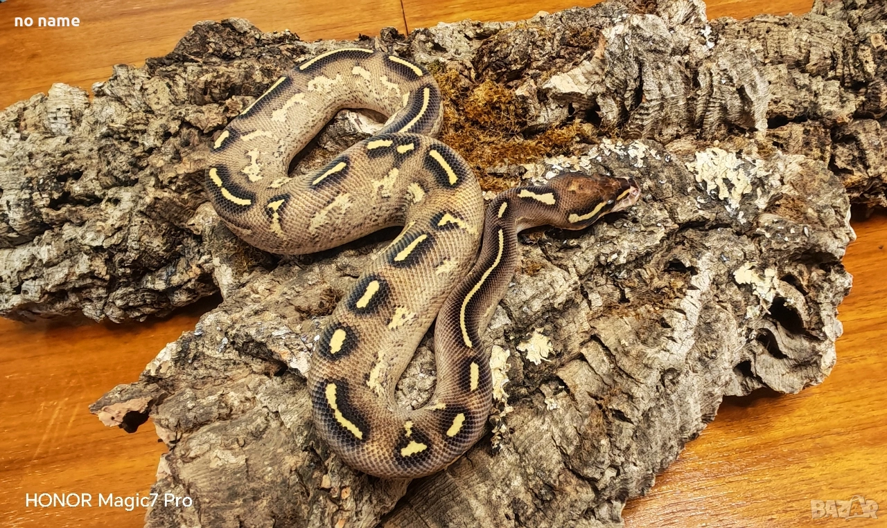 Кралски питони (Python Regius) , снимка 1