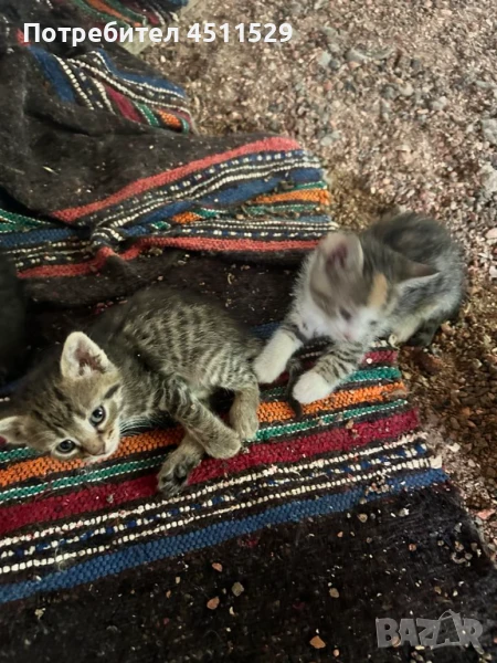 Подаряват се котета, снимка 1