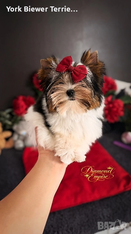 Йорк мини! Малка кукла с родословие търси своята любяща майка, снимка 1