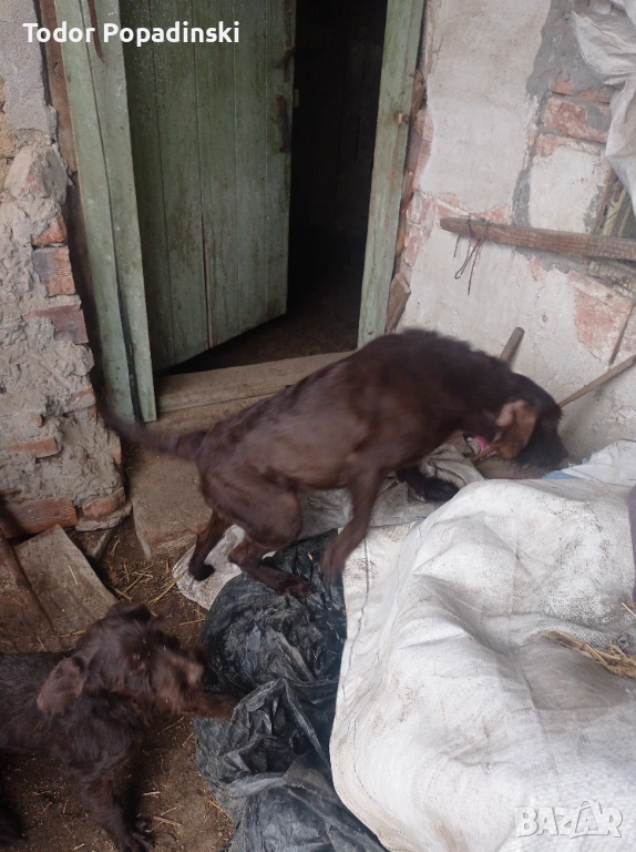 Куче дратхар срешно, снимка 1