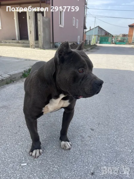 Продавам американско були, снимка 1