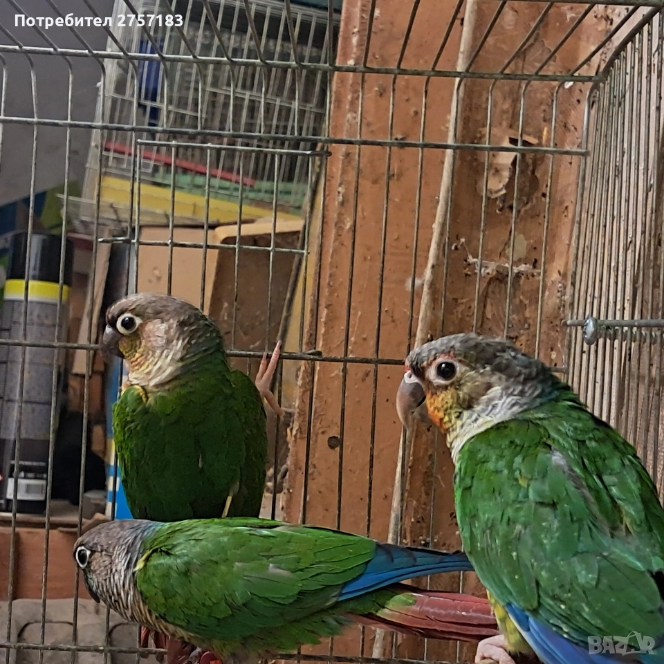 продавам пирура мулино, снимка 1