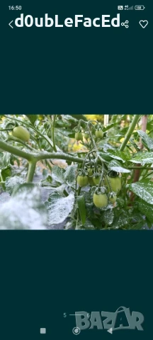 Каменно брашно за градината , снимка 5 - Градински мебели, декорация  - 51169465