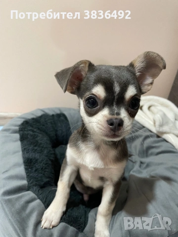 Продавам мъжко чихуахуа