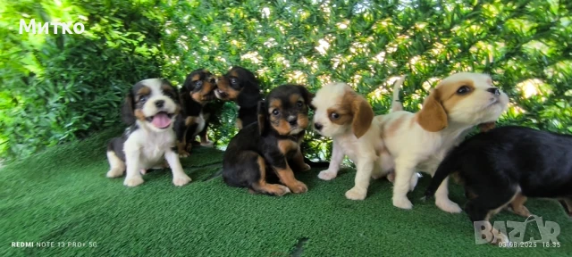 Кавалер Кинг Чарлз шпаньол , снимка 3 - Кавалер кинг чарлз шпаньол - 51169749