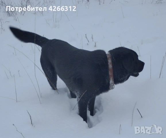 Подарявам мъжки кучета. Майка Лабрадор, баща Алабак., снимка 7 - Други - 53506330