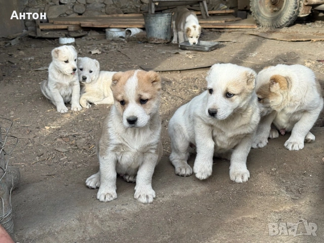 Алабай (Средно Азиатска овчарка), снимка 3 - Алабай - 52940508