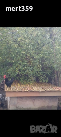 петели 🐓, снимка 6 - Кокошки и пуйки - 52231412