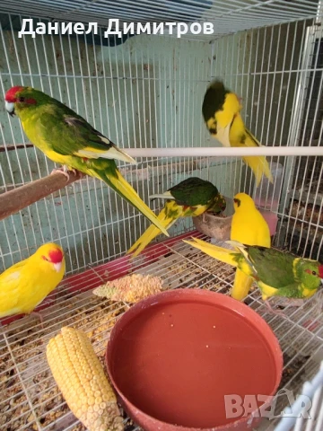 папагали на добри цени, снимка 3 - Папагали - 50591432