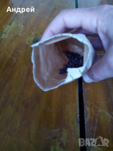 Стар естествен карамфил, снимка 4 - Други ценни предмети - 28475564