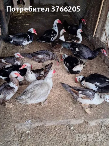 Яйца от неми патици, снимка 1