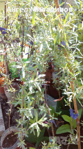 Комплект женска и мъжка облепиха, снимка 1