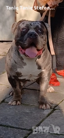 американско були  само за разплод, снимка 2 - Питбул - 52874992