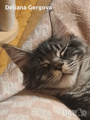 Котета Мейн кун, снимка 10 - Мейн кун - 53102328