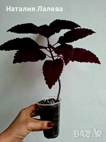 Колеус, coleus black dragon, снимка 2 - Стайни растения - 53592154