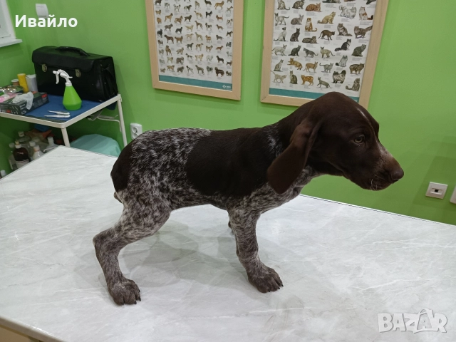 Продавам , снимка 9 - Курцхаар - 52690625