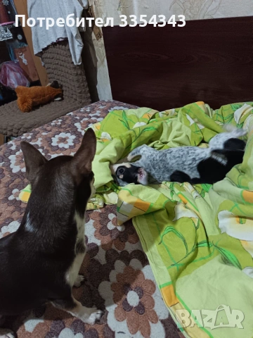 Чихуахуа с паспорт и вакини две, снимка 8 - Чихуахуа - 53114756