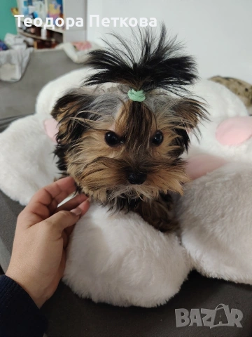 йоркширски териер , снимка 4 - Йоркширски териер - 53080983