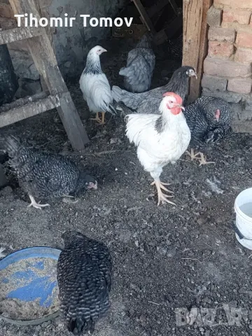 продавам ярки пилета , снимка 1