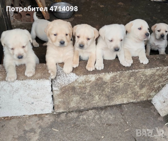 Бебета Лабрадори