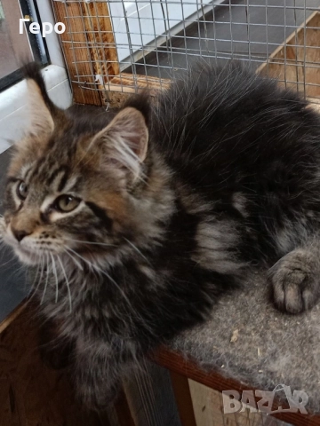 Мейн Кун , снимка 2 - Мейн кун - 52300778