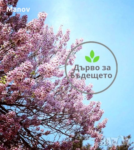 Най-бързорастящото дърво Пауловния, снимка 3 - Градински цветя и растения - 33835727