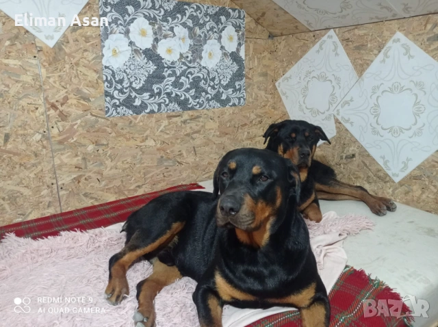 Rotwailer Kuceta majko Jesnko , снимка 7 - Ротвайлер - 53354183