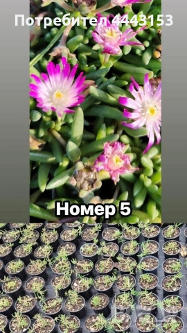 Делосперма разсад 