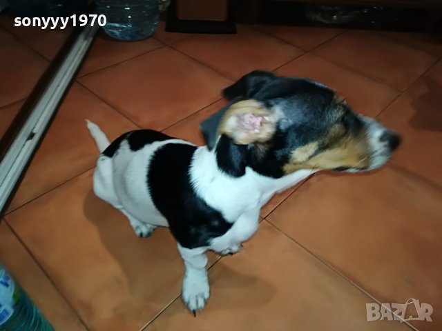 ДЖАК РЪСЕЛ ЖЕНСКО 5 МЕСЕЦА-КУКЛА 1606220816, снимка 2 - Джак ръсел териер - 37101159