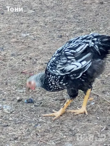 кокошки сребърен виадонт 2 +1, снимка 4 - Кокошки и пуйки - 47560344