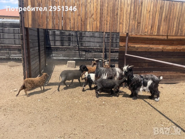 Декоративни холандски шилета / овце, снимка 4 - Овце - 51366008