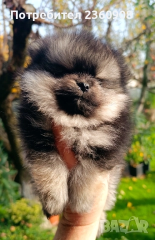 померан, мини померан , снимка 10 - Померан - 52628299