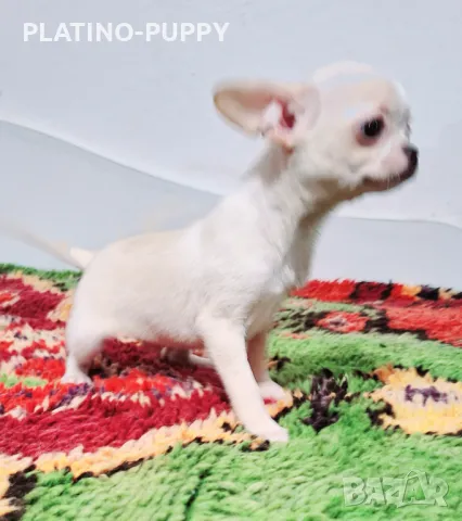 ЧИХУАХУА БЕБЕТА, снимка 4 - Чихуахуа - 48926548