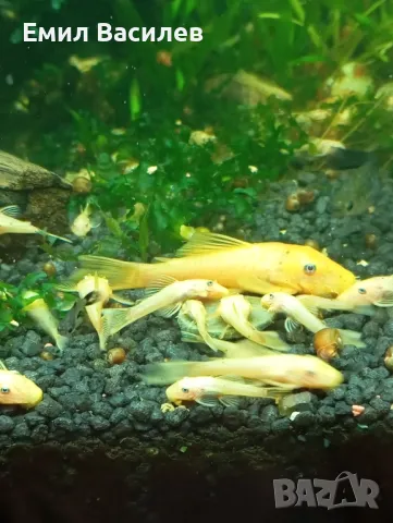 Анцитруси Л 144, снимка 1