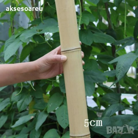 Висококачествени семена от гигантски бамбук Moso Bambo градински декоративни растения декорация за г, снимка 4 - Сортови семена и луковици - 37774141