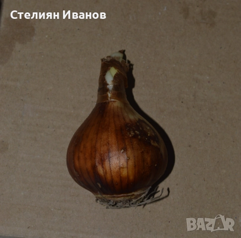 СОРТОВИ НАРЦИСИ - ЛУКОВИЦИ, снимка 15 - Сортови семена и луковици - 52372810