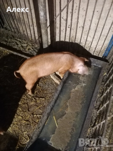 отбити прасенца Дюрок на 55 дни 