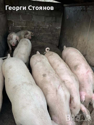 Свободни!! Домашни Прасета, снимка 2 - Прасета - 52895180