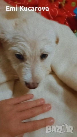 кучето е на пет месеца казва се Рафи ли е много игрив , снимка 2 - Други - 53207656