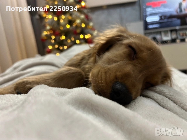 Кокер шпаньол - женско кученце на почти 4 месеца, снимка 3 - Кокер шпаньол - 53121737